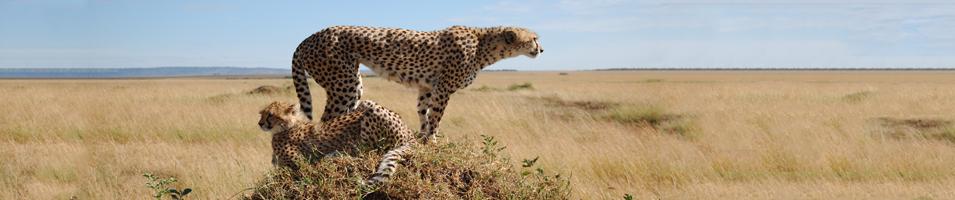 Cheetah